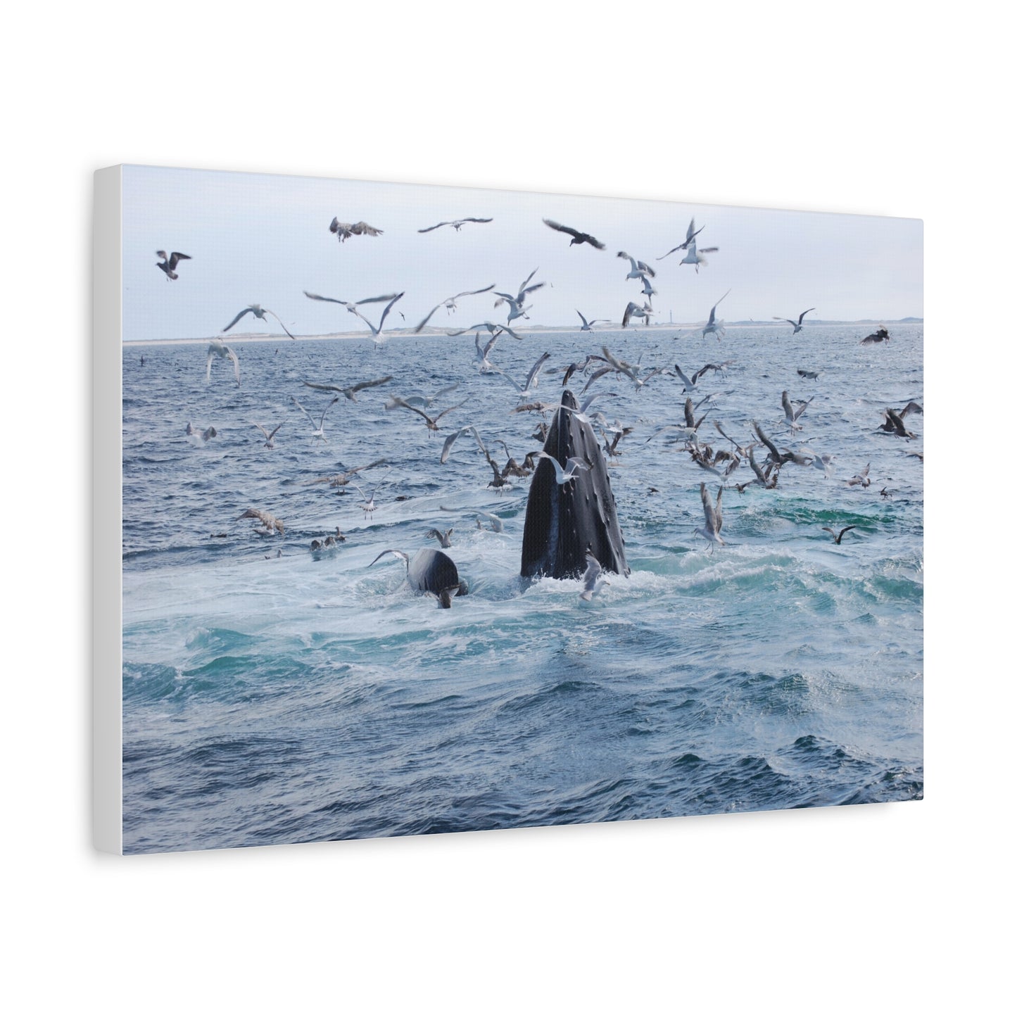 Canvas Print - Whale Feeding