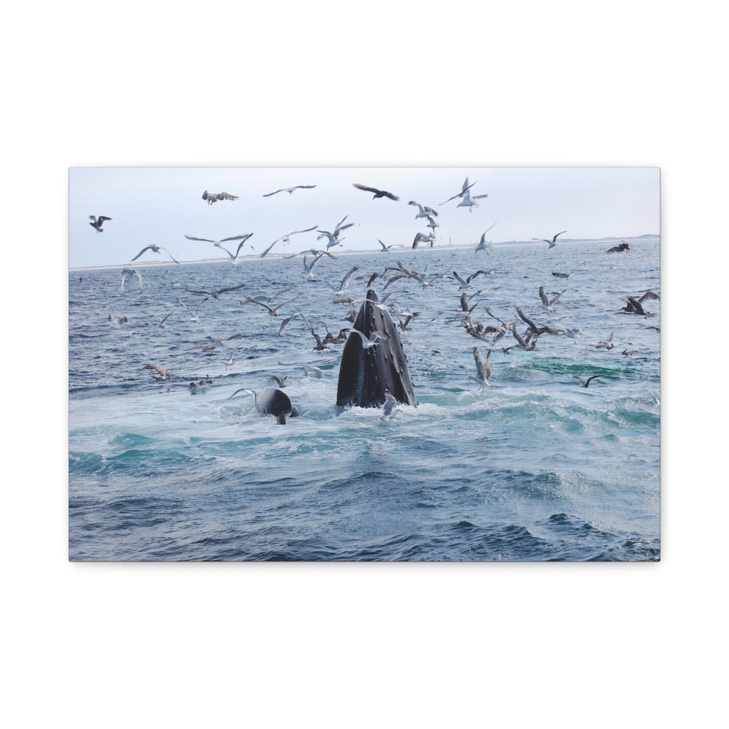 Canvas Print - Whale Feeding