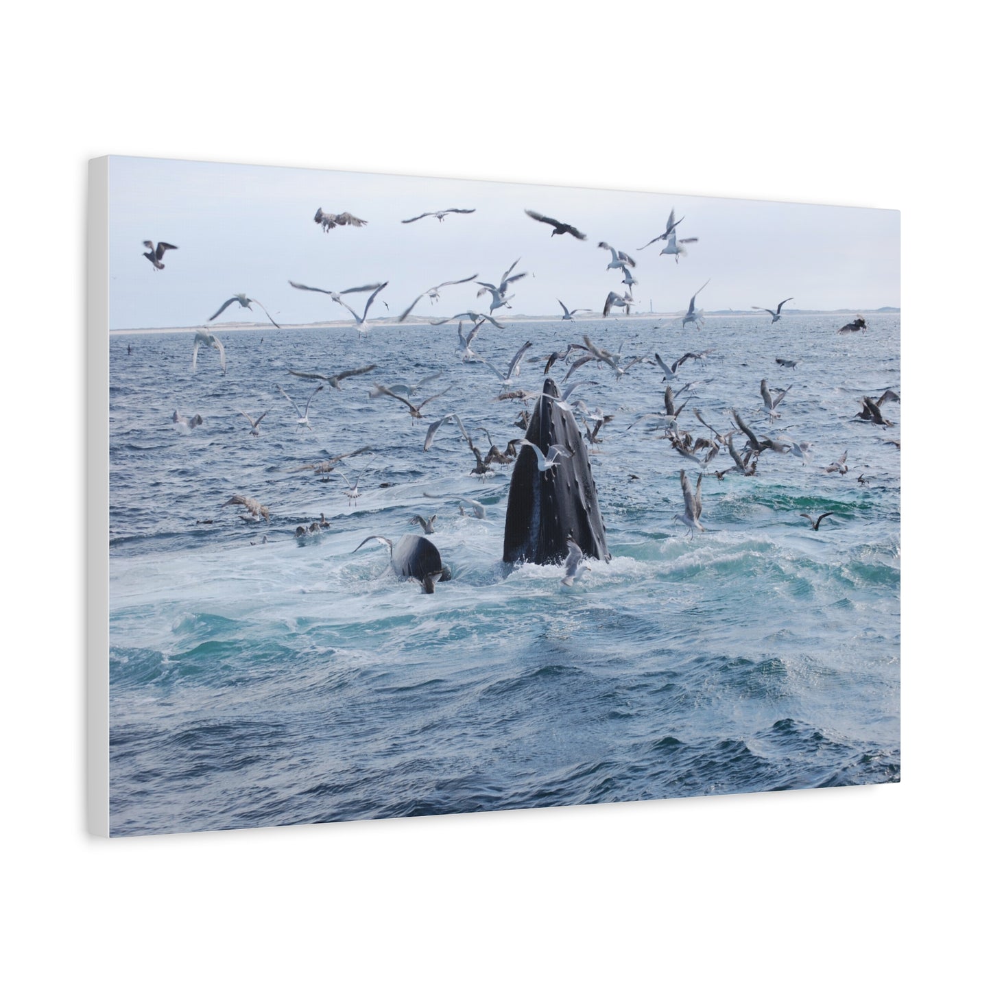 Canvas Print - Whale Feeding