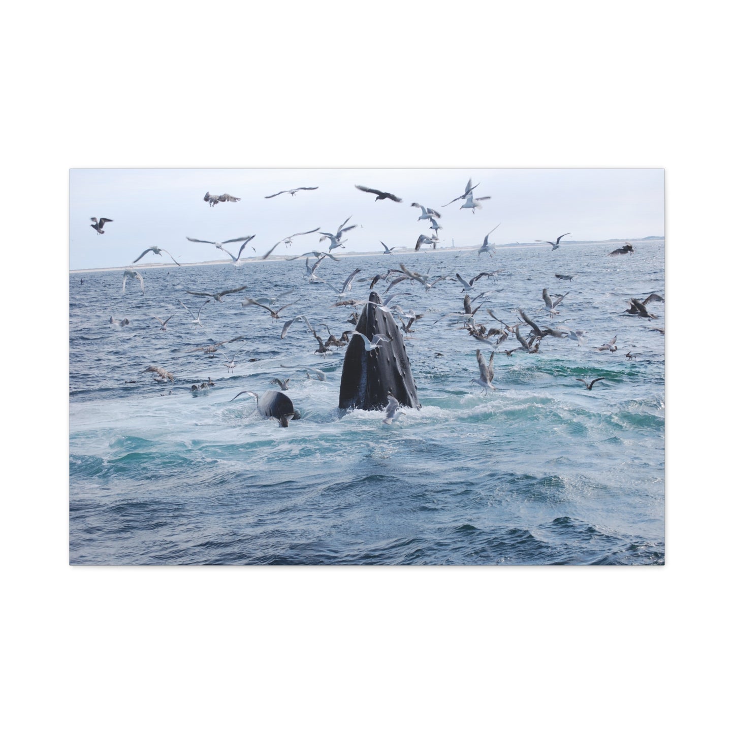 Canvas Print - Whale Feeding